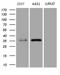 Phosphatidylinositol Transfer Protein Beta antibody, LS-C792025, Lifespan Biosciences, Western Blot image 