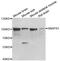 Synaptosome Associated Protein 91 antibody, abx005175, Abbexa, Western Blot image 