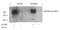 Kinase Insert Domain Receptor antibody, AP02384PU-S, Origene, Western Blot image 
