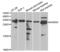 Dehydrogenase/Reductase 9 antibody, abx004834, Abbexa, Western Blot image 