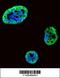 Heparin Binding Growth Factor antibody, 62-269, ProSci, Immunofluorescence image 