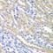 SURF1 Cytochrome C Oxidase Assembly Factor antibody, LS-C747618, Lifespan Biosciences, Immunohistochemistry frozen image 