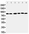 Ribosomal Protein S6 Kinase A1 antibody, LS-C313182, Lifespan Biosciences, Western Blot image 