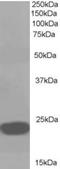 Phosphatidylethanolamine Binding Protein 1 antibody, NB100-1020, Novus Biologicals, Western Blot image 