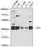 Fukutin Related Protein antibody, 13-491, ProSci, Western Blot image 