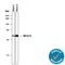 POU Class 5 Homeobox 1 antibody, AF1759, R&D Systems, Western Blot image 