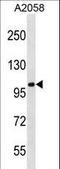 Centrosomal Protein 112 antibody, LS-C168422, Lifespan Biosciences, Western Blot image 