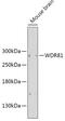 WD repeat-containing protein 81 antibody, 14-624, ProSci, Western Blot image 