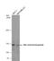 POLG antibody, NBP1-33633, Novus Biologicals, Western Blot image 