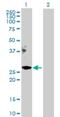 Apolipoprotein M antibody, H00055937-D01P, Novus Biologicals, Western Blot image 