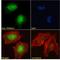 PR/SET Domain 14 antibody, LS-C139755, Lifespan Biosciences, Immunofluorescence image 