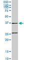 RUN domain-containing protein 2A antibody, MA5-22730, Invitrogen Antibodies, Western Blot image 