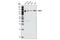 Axin 1 antibody, 3323S, Cell Signaling Technology, Western Blot image 