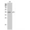 Progestin And AdipoQ Receptor Family Member 7 antibody, LS-C384600, Lifespan Biosciences, Western Blot image 