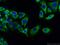 C-C Motif Chemokine Ligand 19 antibody, 13397-1-AP, Proteintech Group, Immunofluorescence image 