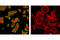 GATA Binding Protein 6 antibody, 5851T, Cell Signaling Technology, Immunocytochemistry image 