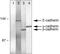 Catenin Alpha 1 antibody, 71-1200, Invitrogen Antibodies, Immunoprecipitation image 