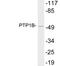 PTPN1 antibody, LS-C199982, Lifespan Biosciences, Western Blot image 