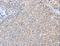 AADACL2 antibody, LS-C401136, Lifespan Biosciences, Immunohistochemistry frozen image 