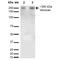 Versican antibody, MA5-27638, Invitrogen Antibodies, Western Blot image 