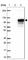 Interleukin 1 Receptor Accessory Protein Like 2 antibody, HPA036128, Atlas Antibodies, Western Blot image 