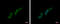 Paired Like Homeobox 2B antibody, GTX109677, GeneTex, Immunofluorescence image 