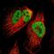 Kiaa0929 antibody, PA5-53388, Invitrogen Antibodies, Immunofluorescence image 