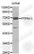 Protein Tyrosine Phosphatase Non-Receptor Type 11 antibody, A1356, ABclonal Technology, Western Blot image 