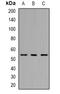 Threonine Synthase Like 2 antibody, orb382517, Biorbyt, Western Blot image 