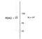 Ribosomal Protein S6 Kinase A3 antibody, orb96065, Biorbyt, Western Blot image 