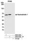 Nucleobindin 1 antibody, A304-833A, Bethyl Labs, Immunoprecipitation image 