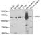 Integrator Complex Subunit 4 antibody, 22-141, ProSci, Western Blot image 