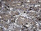 Family With Sequence Similarity 131 Member C antibody, M18167, Boster Biological Technology, Immunohistochemistry paraffin image 