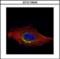 HECT And RLD Domain Containing E3 Ubiquitin Protein Ligase 3 antibody, orb374200, Biorbyt, Immunofluorescence image 