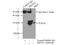 Peroxiredoxin 4 antibody, 10703-1-AP, Proteintech Group, Immunoprecipitation image 