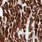 ATP Synthase F1 Subunit Alpha antibody, NBP2-38470, Novus Biologicals, Immunohistochemistry frozen image 