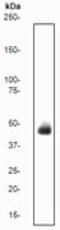 Epithelial Cell Adhesion Molecule antibody, ab32392, Abcam, Western Blot image 