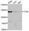 Toll Like Receptor 3 antibody, STJ113362, St John