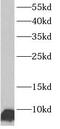 ATP Synthase Peripheral Stalk Subunit F6 antibody, FNab00711, FineTest, Western Blot image 