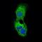 Perilipin 2 antibody, NBP2-37300, Novus Biologicals, Immunofluorescence image 