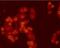 Peroxisome Proliferator Activated Receptor Delta antibody, ab23673, Abcam, Immunofluorescence image 