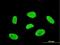 T-Box 3 antibody, H00006926-M08, Novus Biologicals, Immunofluorescence image 