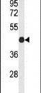 Claudin 15 antibody, PA5-26830, Invitrogen Antibodies, Western Blot image 