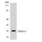 Aly/REF Export Factor antibody, LS-C200783, Lifespan Biosciences, Western Blot image 