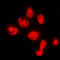 Dual Specificity Phosphatase 16 antibody, LS-C353573, Lifespan Biosciences, Immunofluorescence image 