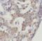 Calcium Dependent Secretion Activator antibody, FNab01253, FineTest, Immunohistochemistry frozen image 