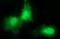 ChaC Glutathione Specific Gamma-Glutamylcyclotransferase 1 antibody, NBP2-46273, Novus Biologicals, Immunofluorescence image 