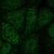 NFS1 Cysteine Desulfurase antibody, PA5-62485, Invitrogen Antibodies, Immunofluorescence image 