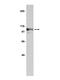 Nucleolin antibody, GTX14966, GeneTex, Western Blot image 