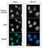 XPA, DNA Damage Recognition And Repair Factor antibody, GTX00704, GeneTex, Immunofluorescence image 